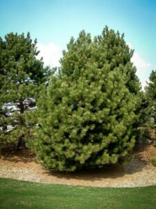 Сосна Чёрная (Pinus Nigra) купить по цене от 270.00р. в интернет-магазине «Посадика» с доставкой почтой в в Изобильныйе и по всей России – [изображение №1].