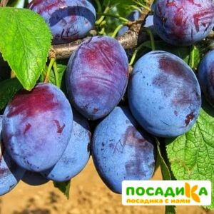 Слива Чачакская ранняя купить по цене от 229.00р. в интернет-магазине «Посадика» с доставкой почтой в в Изобильныйе и по всей России – [изображение №1].