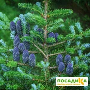 Пихта корейская (Abies koreana) купить по цене от 450.00р. в интернет-магазине «Посадика» с доставкой почтой в в Изобильныйе и по всей России – [изображение №1].