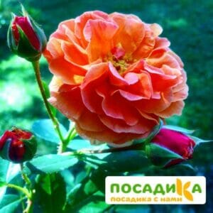 Роза Арабия купить по цене от 350.00р. в интернет-магазине «Посадика» с доставкой почтой в в Изобильныйе и по всей России – [изображение №1].