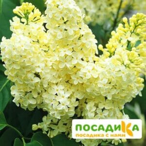 Сирень Примроуз (Primrose) купить по цене от 529.00р. в интернет-магазине «Посадика» с доставкой почтой в в Изобильныйе и по всей России – [изображение №1].