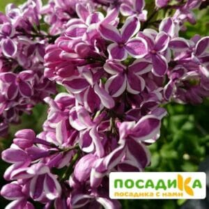 Сирень Сенсация купить по цене от 529.00р. в интернет-магазине «Посадика» с доставкой почтой в в Изобильныйе и по всей России – [изображение №1].