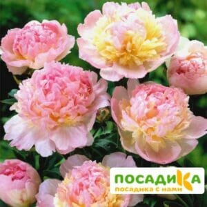 Пион Распберри Сандей (Paeonia Raspberry Sundae) купить по цене от 959р. в интернет-магазине «Посадика» с доставкой почтой в в Изобильныйе и по всей России – [изображение №1].