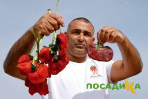 Клубника Гигант Джорнея купить по цене от 266р. в интернет-магазине «Посадика» с доставкой почтой в в Изобильныйе и по всей России – [изображение №1].