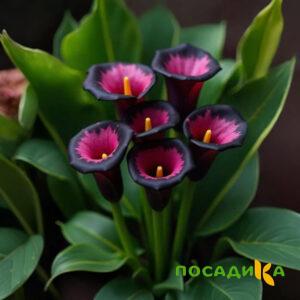Калла Аура Лейс купить по цене от 400р. в интернет-магазине «Посадика» с доставкой почтой в в Изобильныйе и по всей России – [изображение №1].