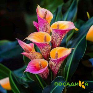 Калла Оникс купить по цене от 450р. в интернет-магазине «Посадика» с доставкой почтой в в Изобильныйе и по всей России – [изображение №1].