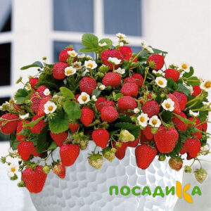 Клубника Рубиновый Шепот (горшечная) купить по цене от 240р. в интернет-магазине «Посадика» с доставкой почтой в в Изобильныйе и по всей России – [изображение №1].
