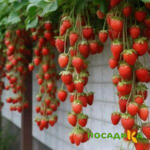 Клубника вьющаяся Комплимент купить по цене от 470р. в интернет-магазине «Посадика» с доставкой почтой в в Изобильныйе и по всей России – [изображение №1].