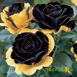 Роза Ханни Сикл купить по цене от 700р. в интернет-магазине «Посадика» с доставкой почтой в в Изобильныйе и по всей России – [изображение №1].