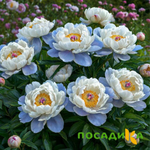 Пион акварельный Этюд купить по цене от 806р. в интернет-магазине «Посадика» с доставкой почтой в в Изобильныйе и по всей России – [изображение №1].