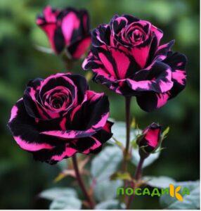 Роза Багровый Шепот купить по цене от 366р. в интернет-магазине «Посадика» с доставкой почтой в в Изобильныйе и по всей России – [изображение №1].