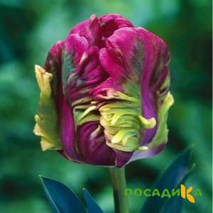 Тюльпан Экзотик Хэвен купить по цене от 186р. в интернет-магазине «Посадика» с доставкой почтой в в Изобильныйе и по всей России – [изображение №1].