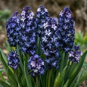 Гиацинт Блум Клауд купить по цене от 2099р. в интернет-магазине «Посадика» с доставкой почтой в в Изобильныйе и по всей России – [изображение №1].