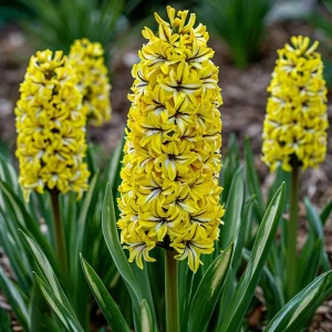 Гиацинт Сансет Голд купить по цене от 2099р. в интернет-магазине «Посадика» с доставкой почтой в в Изобильныйе и по всей России – [изображение №1].