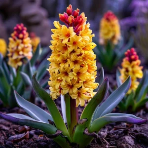 Гиацинт Миднайт Мистери купить по цене от 2099р. в интернет-магазине «Посадика» с доставкой почтой в в Изобильныйе и по всей России – [изображение №1].